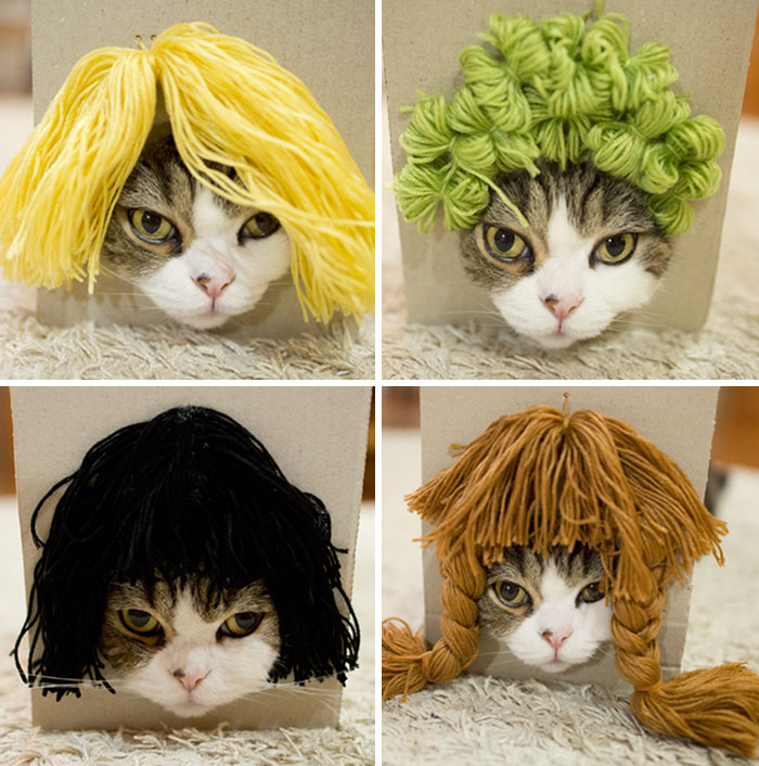 Gato celebridade Maru experimenta perucas