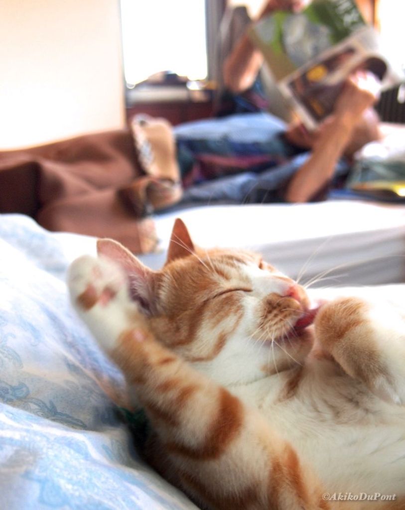 Kinako, o gato, e Jiji, o vovô