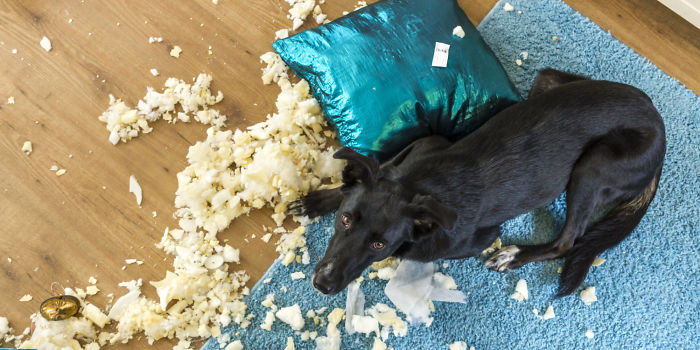 Esses animais causaram um pouquinho enquanto os donos estavam fora de casa. Que surpresa boa!