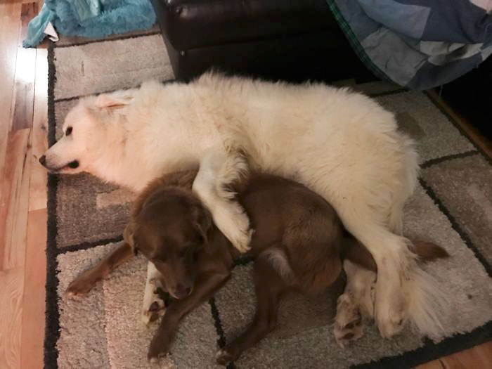 Como é viver com dois ou mais cachorros em casa