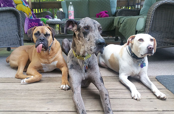 Como é viver com dois ou mais cachorros em casa