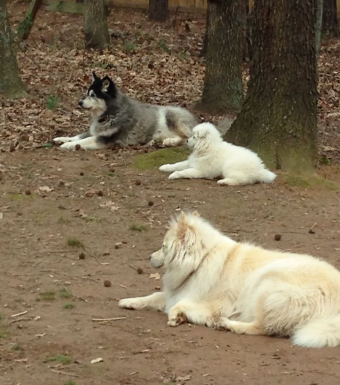 Como é viver com dois ou mais cachorros em casa