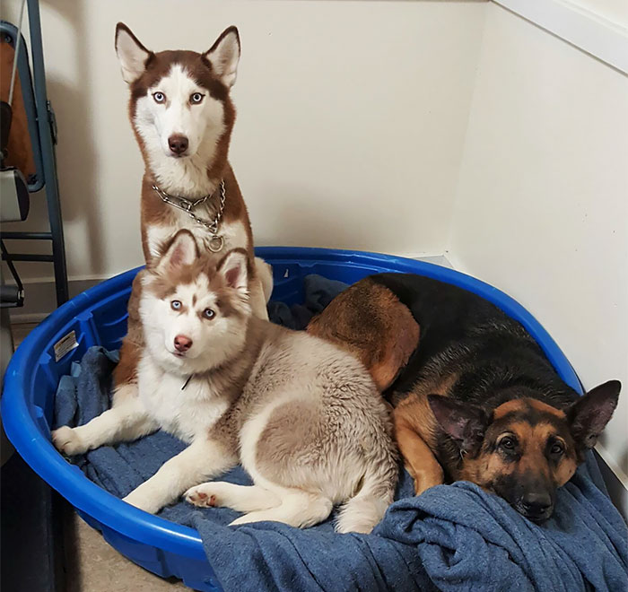 Como é viver com dois ou mais cachorros em casa