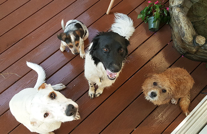 Como é viver com dois ou mais cachorros em casa