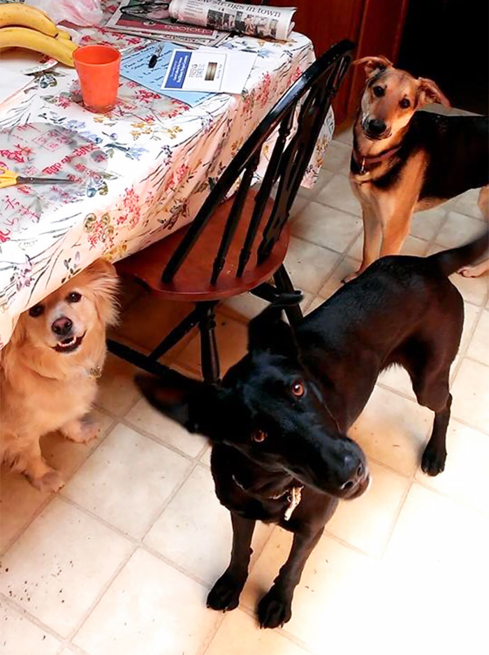 Como é viver com dois ou mais cachorros em casa