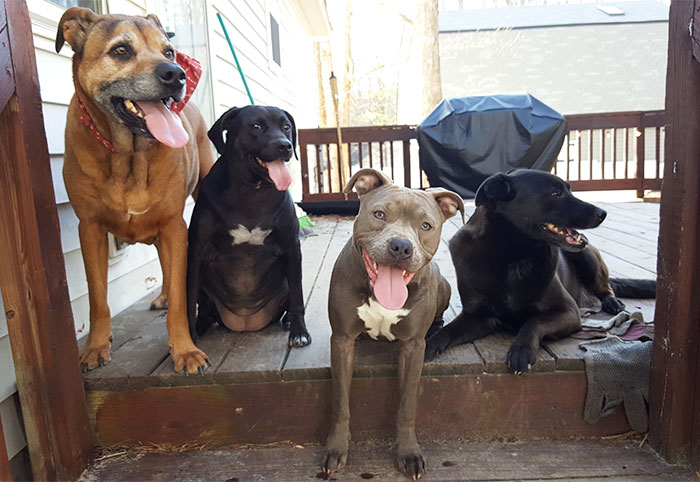 Como é viver com dois ou mais cachorros em casa