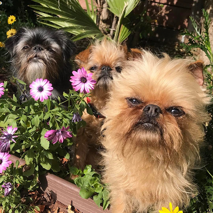 Como é viver com dois ou mais cachorros em casa