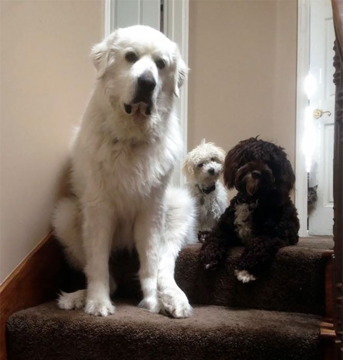 Como é viver com dois ou mais cachorros em casa