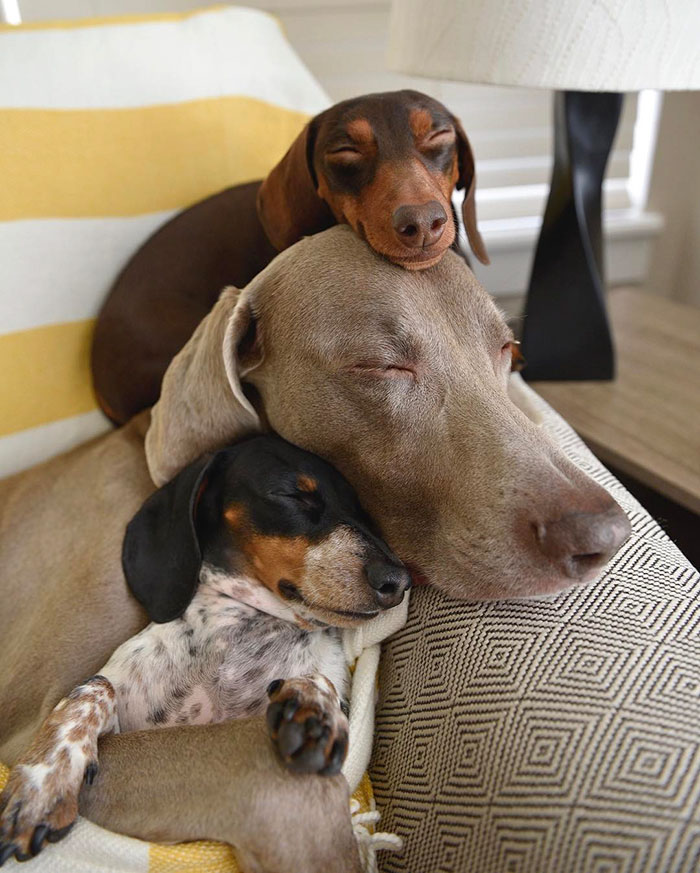 Como é viver com dois ou mais cachorros em casa