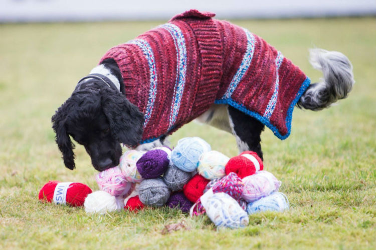 A iniciativa pretende atrair novos donos para esses bichinhos que, infelizmente, ainda são muito rejeitados em canis e lares de adoção