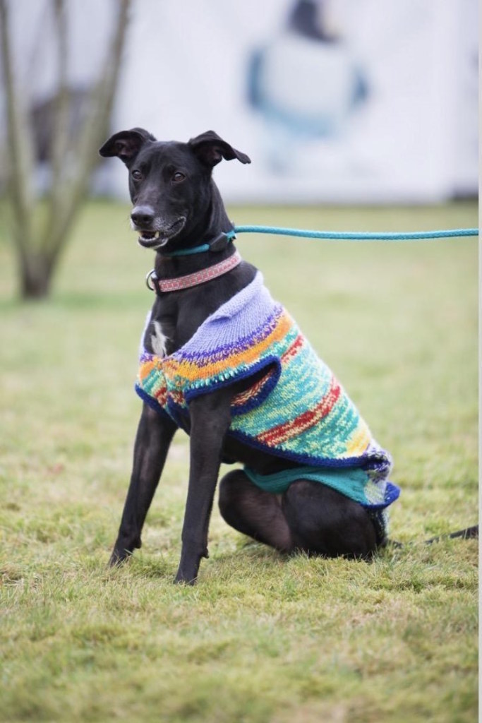 A iniciativa pretende atrair novos donos para esses bichinhos que, infelizmente, ainda são muito rejeitados em canis e lares de adoção