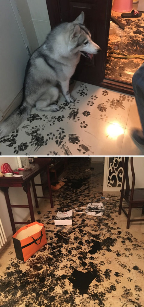 Esses animais causaram um pouquinho enquanto os donos estavam fora de casa. Que surpresa boa!