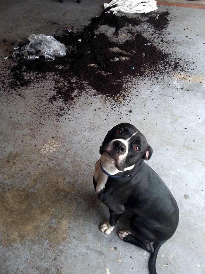 Esses animais causaram um pouquinho enquanto os donos estavam fora de casa. Que surpresa boa!