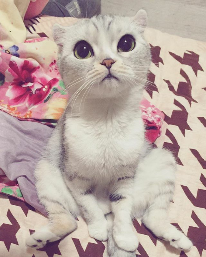 Como não amar essa fofurinha que humilha a gente no Instagram?