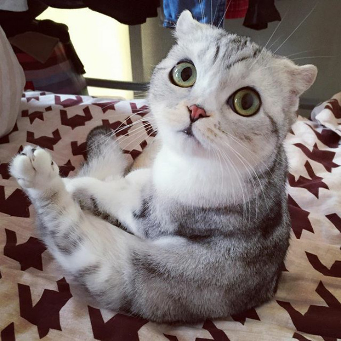 Como não amar essa fofurinha que humilha a gente no Instagram?