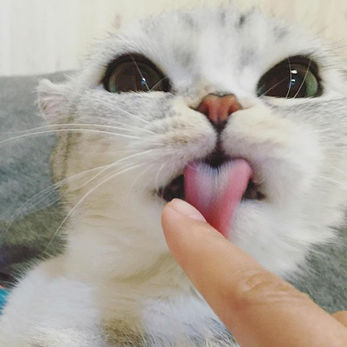 Como não amar essa fofurinha que humilha a gente no Instagram?