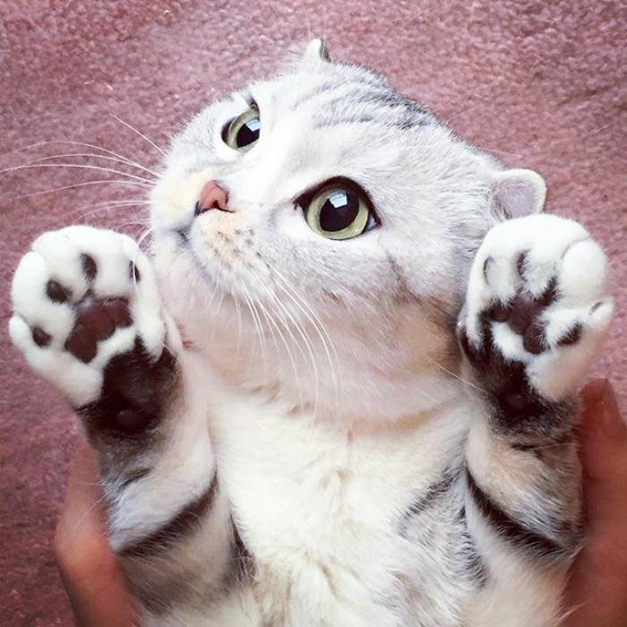 Como não amar essa fofurinha que humilha a gente no Instagram?