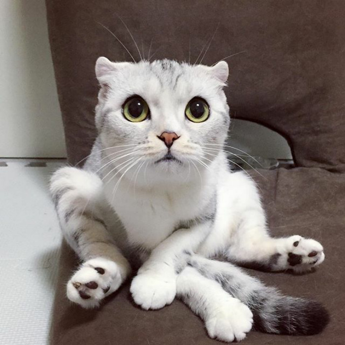 Como não amar essa fofurinha que humilha a gente no Instagram?