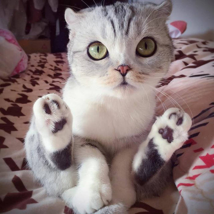 Como não amar essa fofurinha que humilha a gente no Instagram?