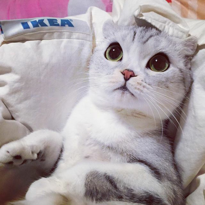 Como não amar essa fofurinha que humilha a gente no Instagram?