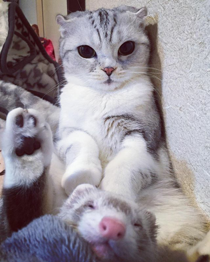 Como não amar essa fofurinha que humilha a gente no Instagram?