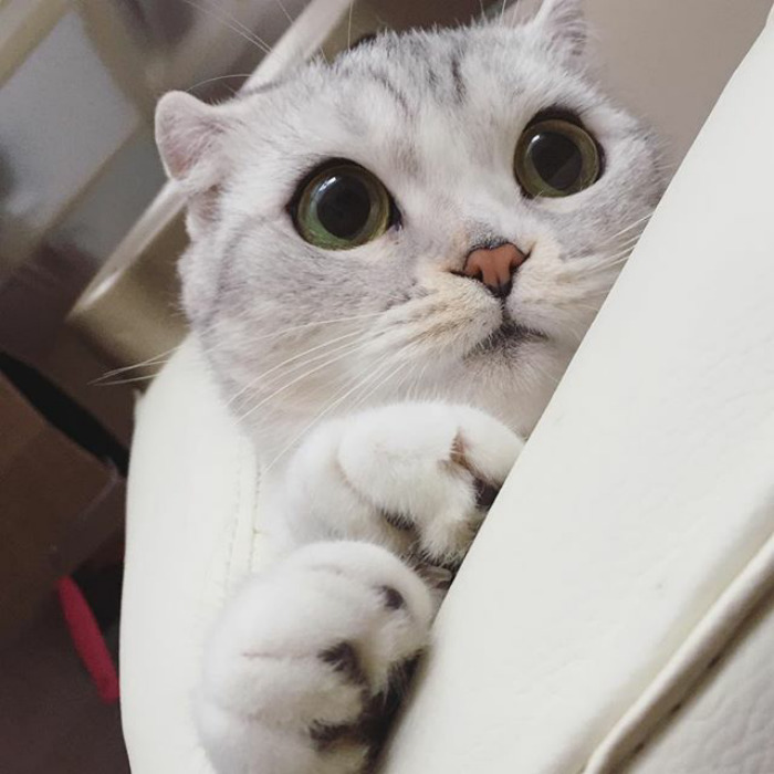 Como não amar essa fofurinha que humilha a gente no Instagram?