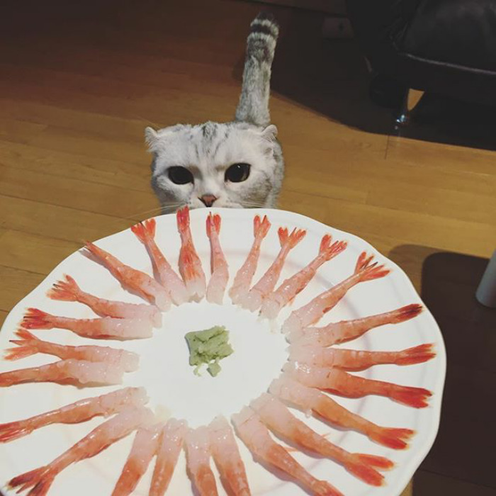 Como não amar essa fofurinha que humilha a gente no Instagram?