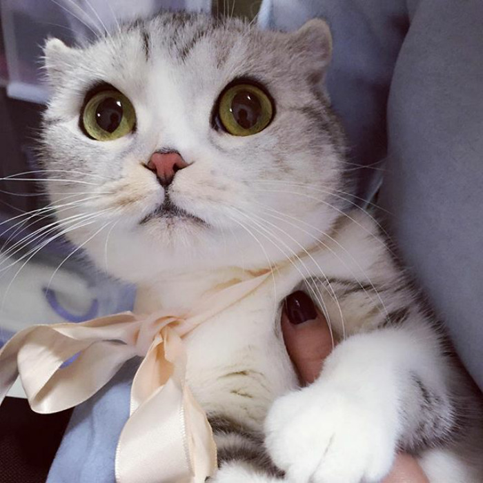 Como não amar essa fofurinha que humilha a gente no Instagram?
