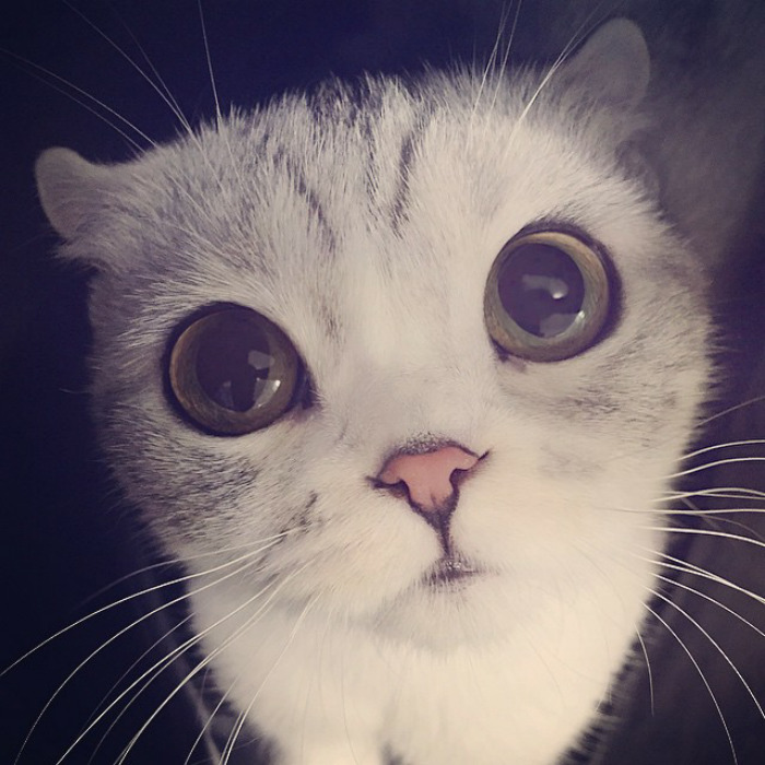 Como não amar essa fofurinha que humilha a gente no Instagram?