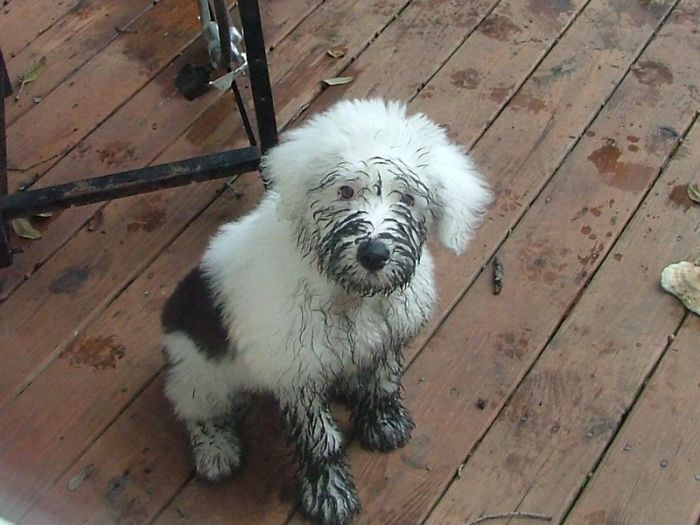 Cachorros que nunca poderiam ir ter ido para lama