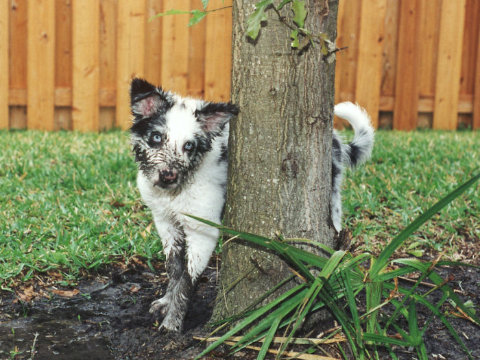 Cachorros que nunca poderiam ir ter ido para lama