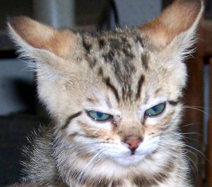 Gatos costumam ficar bravos quando são expostos a novos ambientes, quando precisam de um banho ou no momento em que pessoas estranhas visitam suas casas.