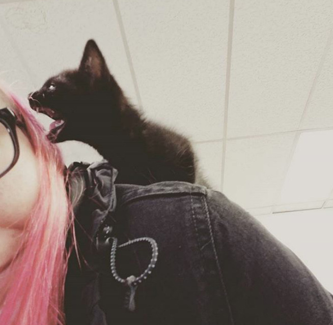 Gatos costumam ficar bravos quando são expostos a novos ambientes, quando precisam de um banho ou no momento em que pessoas estranhas visitam suas casas.