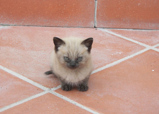 Gatos costumam ficar bravos quando são expostos a novos ambientes, quando precisam de um banho ou no momento em que pessoas estranhas visitam suas casas.