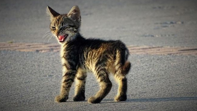 Gatos costumam ficar bravos quando são expostos a novos ambientes, quando precisam de um banho ou no momento em que pessoas estranhas visitam suas casas.