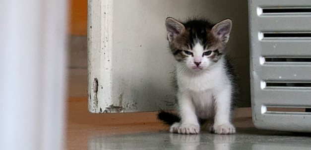 Gatos costumam ficar bravos quando são expostos a novos ambientes, quando precisam de um banho ou no momento em que pessoas estranhas visitam suas casas.
