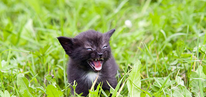 Gatos costumam ficar bravos quando são expostos a novos ambientes, quando precisam de um banho ou no momento em que pessoas estranhas visitam suas casas.