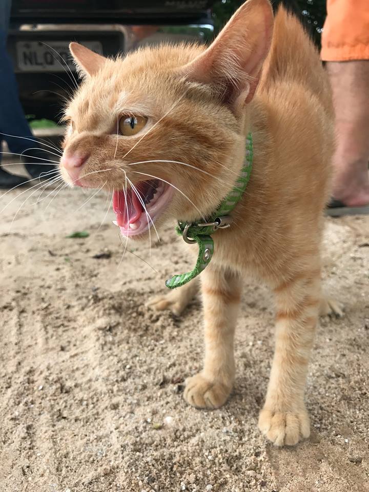 Gatinho enviado por Aesley Filho