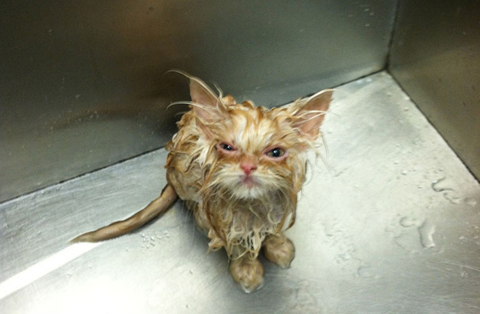 Gatos costumam ficar bravos quando são expostos a novos ambientes, quando precisam de um banho ou no momento em que pessoas estranhas visitam suas casas.