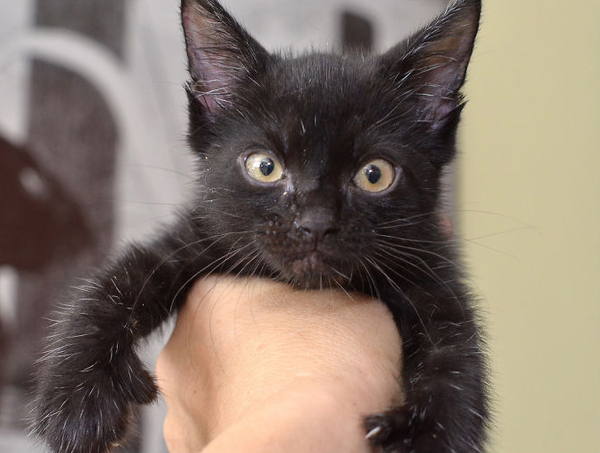 Gatos costumam ficar bravos quando são expostos a novos ambientes, quando precisam de um banho ou no momento em que pessoas estranhas visitam suas casas.