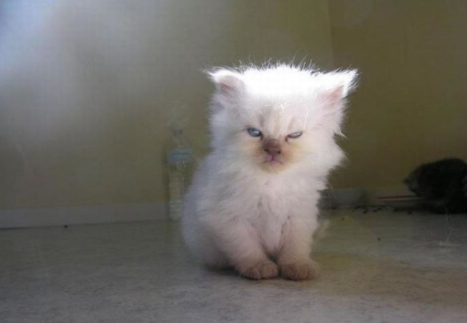 Gatos costumam ficar bravos quando são expostos a novos ambientes, quando precisam de um banho ou no momento em que pessoas estranhas visitam suas casas.