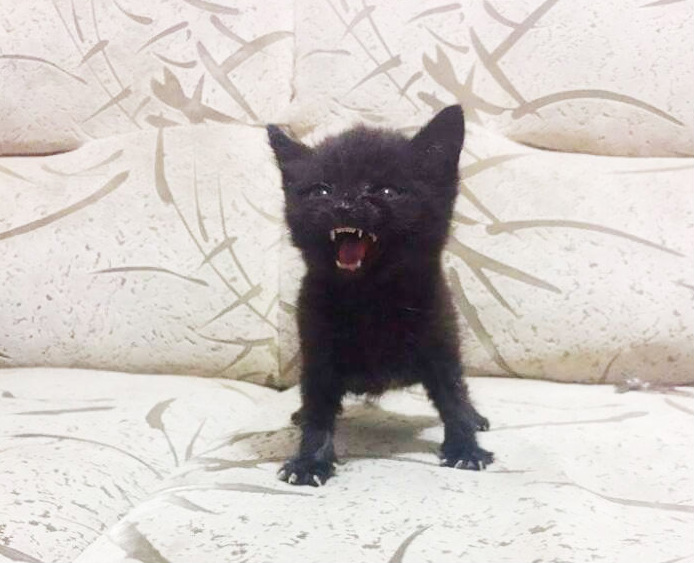 Gatos costumam ficar bravos quando são expostos a novos ambientes, quando precisam de um banho ou no momento em que pessoas estranhas visitam suas casas.