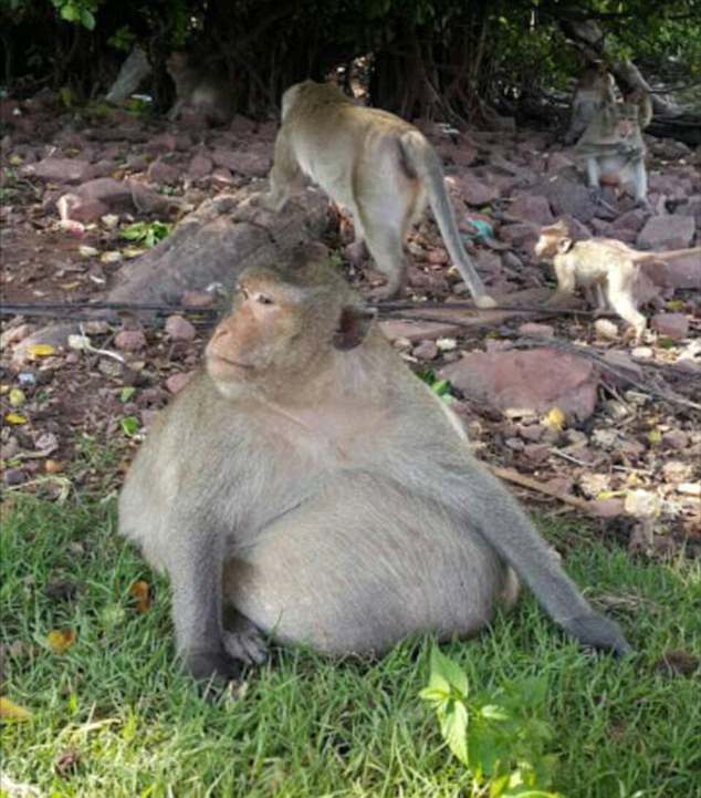 Macaco obeso alimentado por turistas é resgatado e submetido à dieta saudável