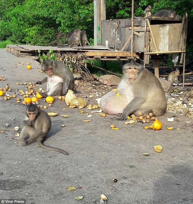 Macaco obeso alimentado por turistas é resgatado e submetido à dieta saudável