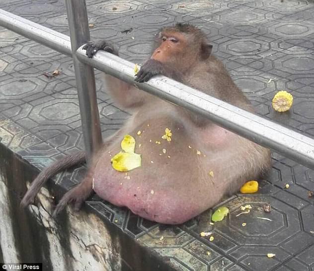 Macaco obeso alimentado por turistas é resgatado e submetido à dieta saudável