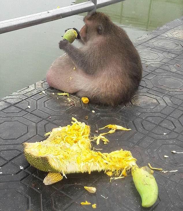 Macaco obeso por causa dos turistas posto em dieta