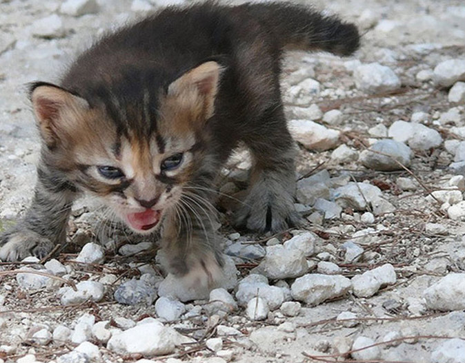 Gatos costumam ficar bravos quando são expostos a novos ambientes, quando precisam de um banho ou no momento em que pessoas estranhas visitam suas casas.