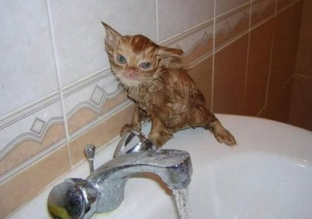 Gatos costumam ficar bravos quando são expostos a novos ambientes, quando precisam de um banho ou no momento em que pessoas estranhas visitam suas casas.