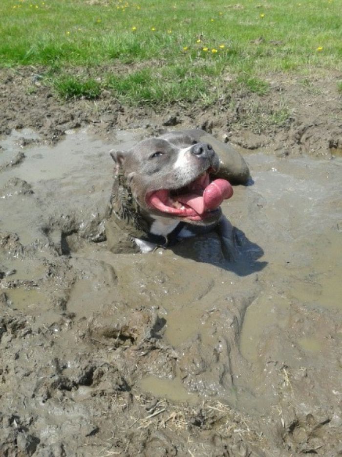 Cachorros que nunca poderiam ir ter ido para lama