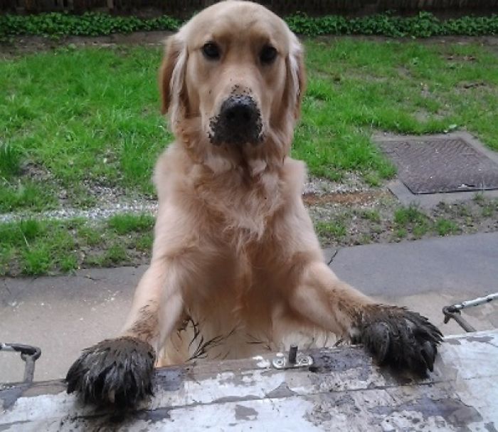 Cachorros que nunca poderiam ir ter ido para lama